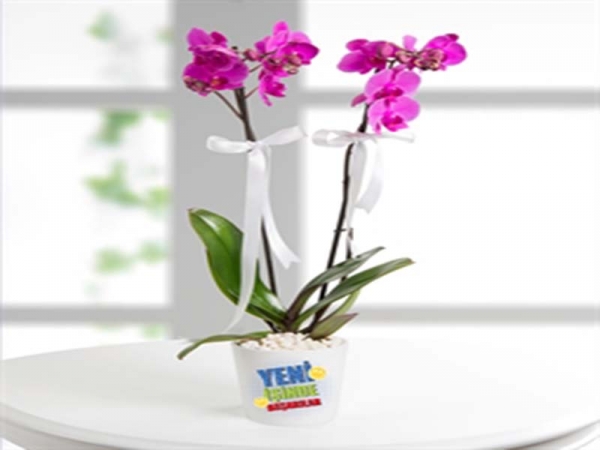 Yeni İş Tebrikli 2 Dal Orkide