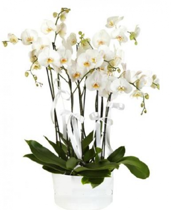 7 Dal Beyaz Orkide