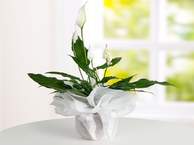 Orta Boy Spathıphilyum