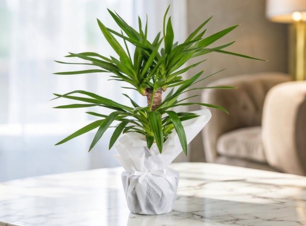 Tropik Güzel Yucca