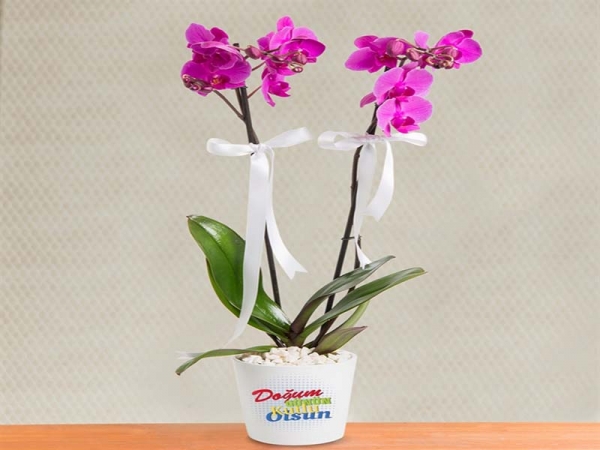 Doğum Günü Tebrikli Mor Orkide