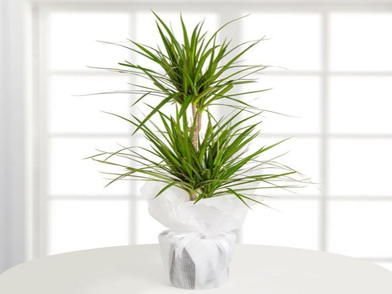 2 li Dracena Margirita