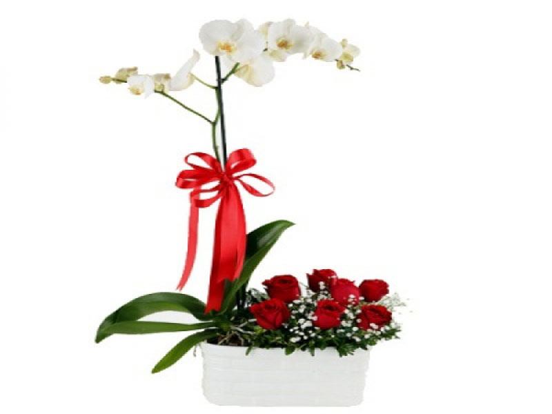 Orkide Gül Aranjmanı