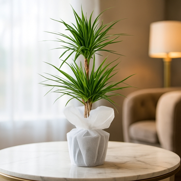 2 li Dracena Margirita